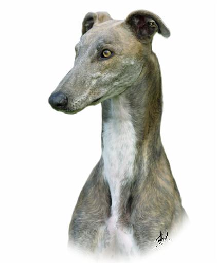 Greyhound 9J008D-4.jpg